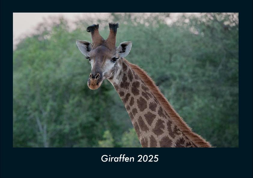 Giraffen 2025 Fotokalender DIN A4