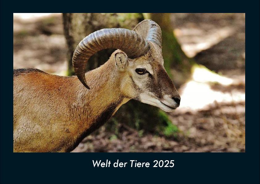 Welt der Tiere 2025 Fotokalender DIN A4