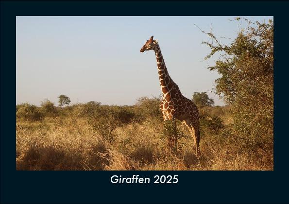 Giraffen 2025 Fotokalender DIN A5