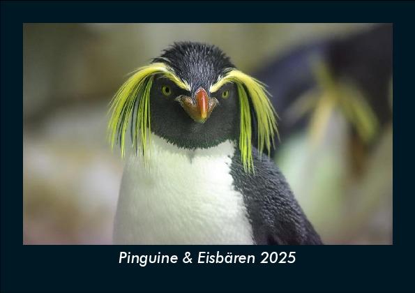 Pinguine & Eisbären 2025 Fotokalender DIN A5
