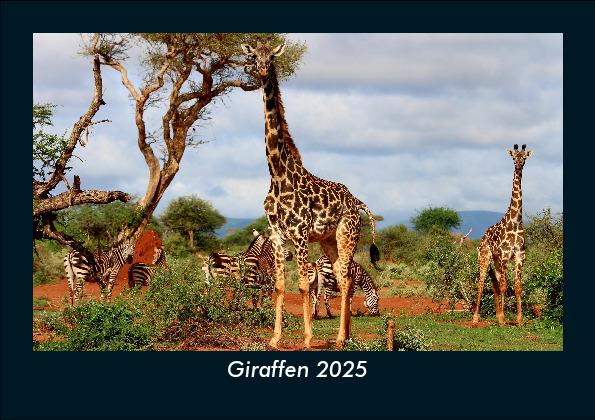 Giraffen 2025 Fotokalender DIN A5