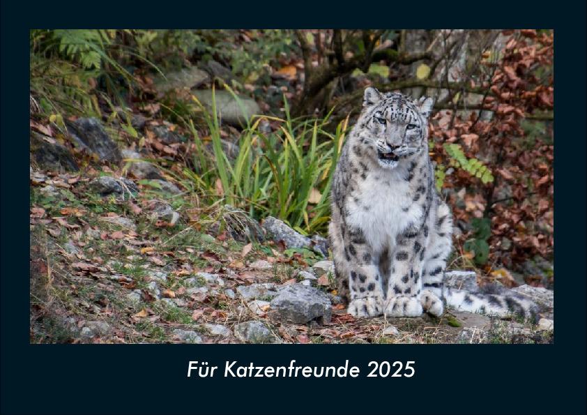Für Katzenfreunde 2025 Fotokalender DIN A4