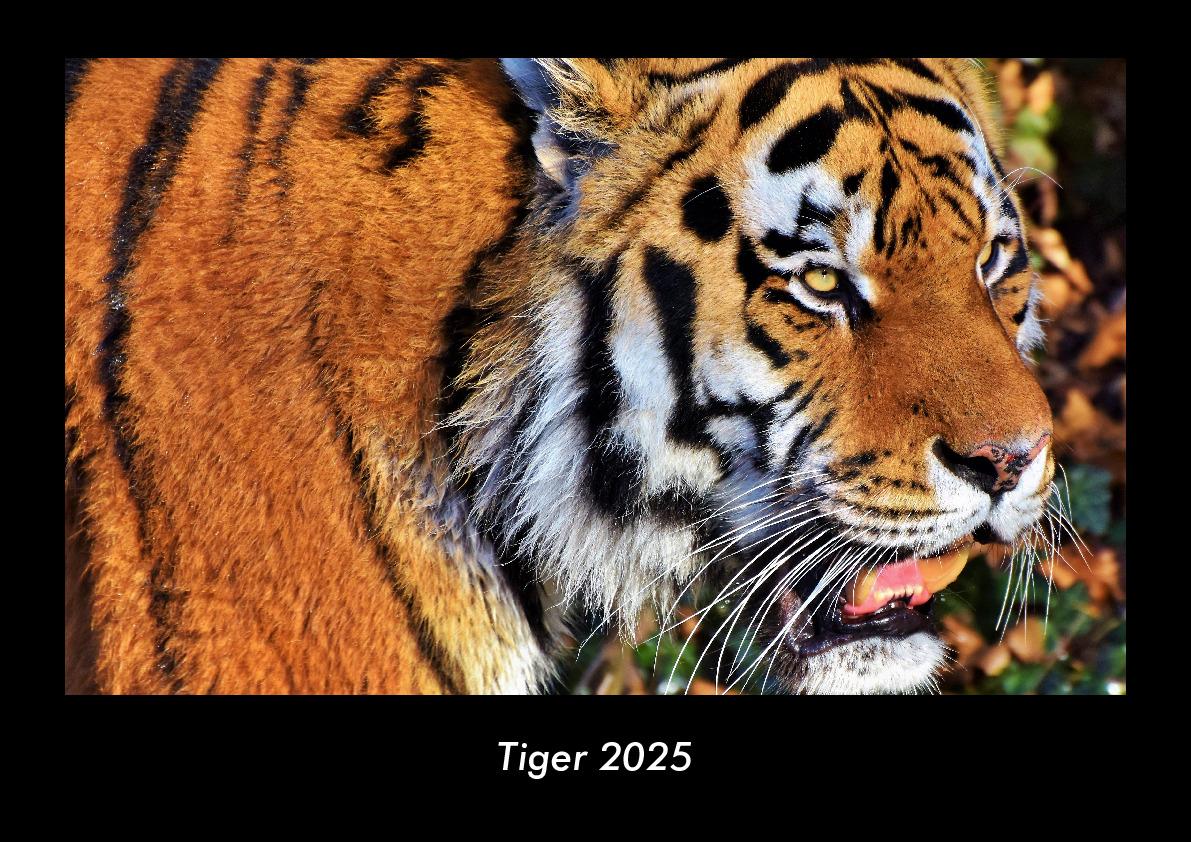 Tiger 2025 Fotokalender DIN A3