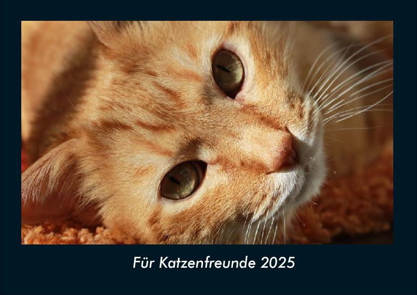 Für Katzenfreunde 2025 Fotokalender DIN A4