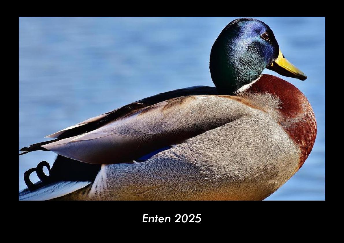 Enten 2025 Fotokalender DIN A3