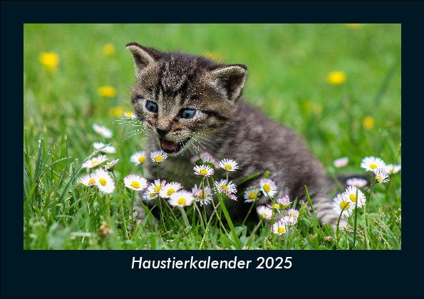 Haustierkalender 2025 Fotokalender DIN A5