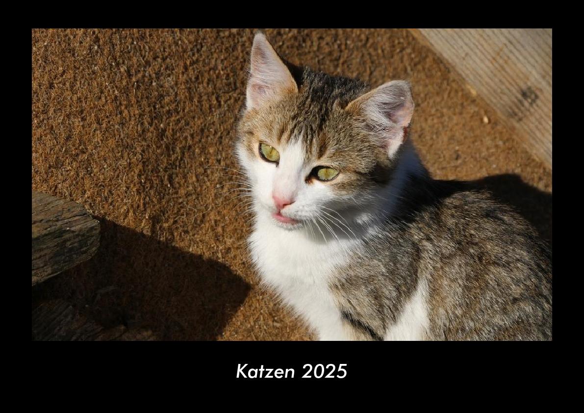Katzen 2025 Fotokalender DIN A3