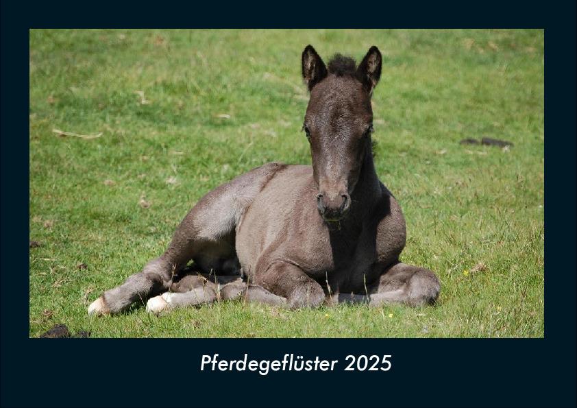 Pferdegeflüster 2025 Fotokalender DIN A4