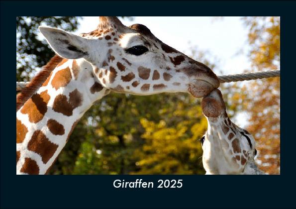 Giraffen 2025 Fotokalender DIN A5