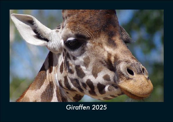 Giraffen 2025 Fotokalender DIN A5