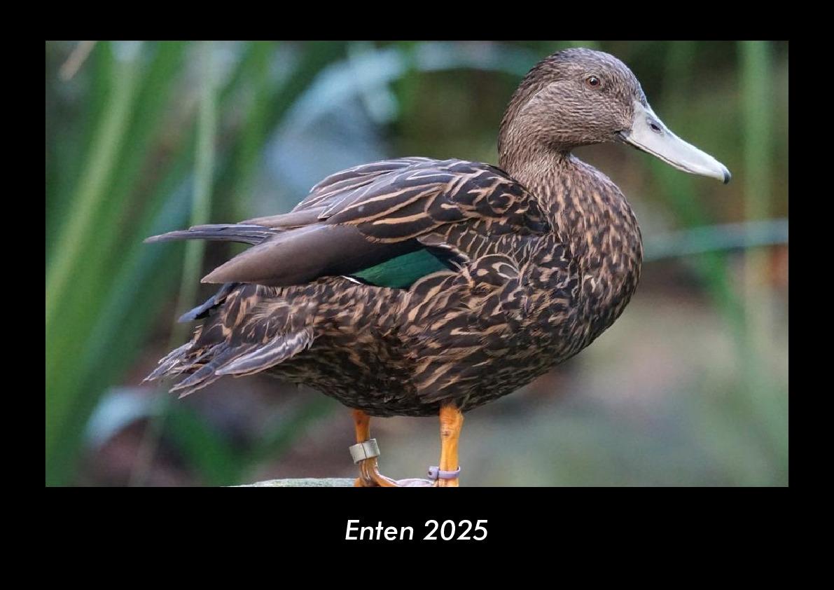 Enten 2025 Fotokalender DIN A3