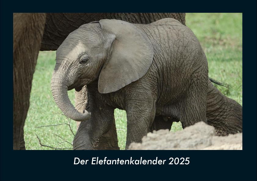 Der Elefantenkalender 2025 Fotokalender DIN A4
