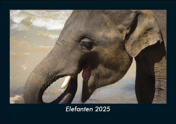 Elefanten 2025 Fotokalender DIN A5