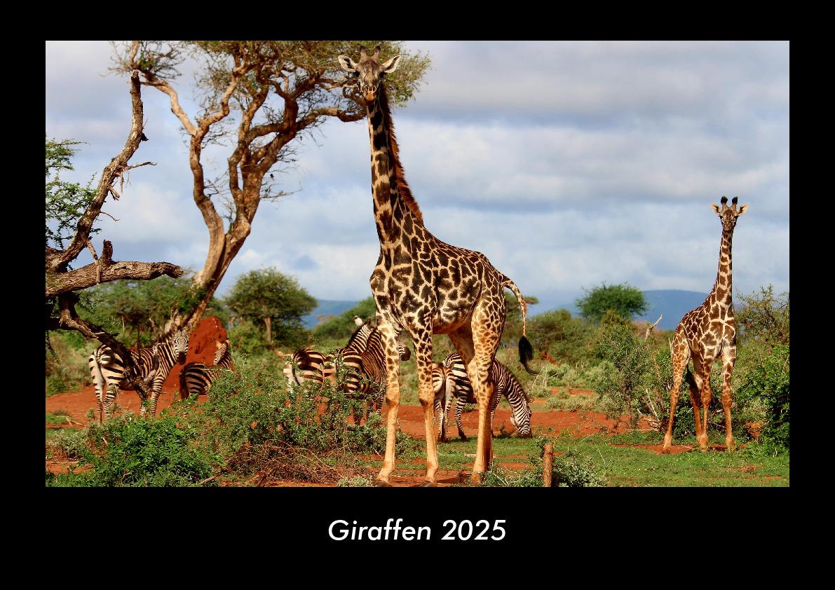 Giraffen 2025 Fotokalender DIN A3