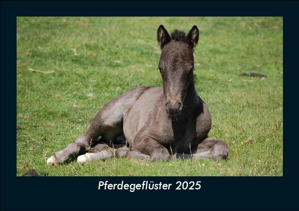 Pferdegeflüster 2025 Fotokalender DIN A5
