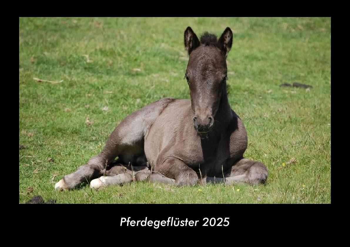 Pferdegeflüster 2025 Fotokalender DIN A3