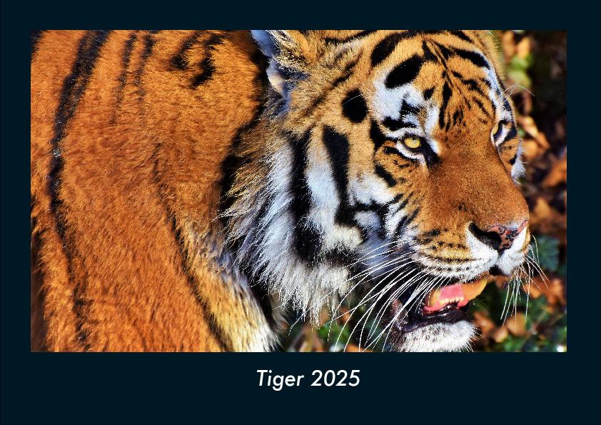 Tiger 2025 Fotokalender DIN A4