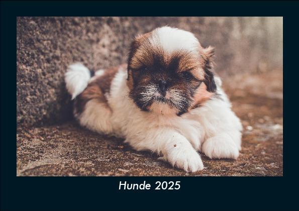Hunde 2025 Fotokalender DIN A5