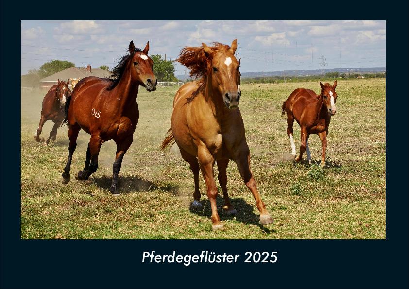 Pferdegeflüster 2025 Fotokalender DIN A4