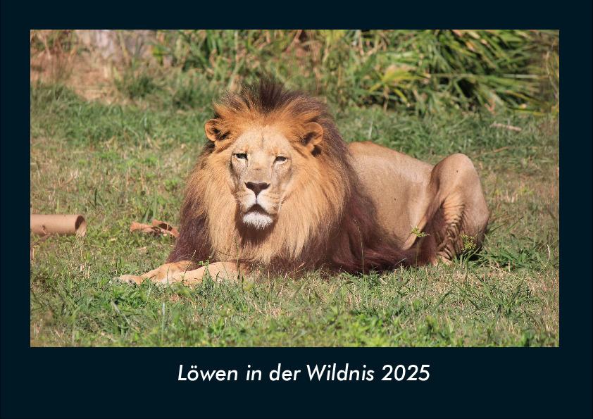 Löwen in der Wildnis 2025 Fotokalender DIN A4