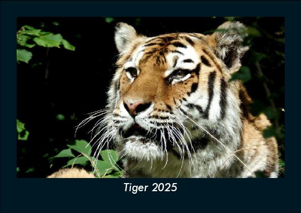 Tiger 2025 Fotokalender DIN A5