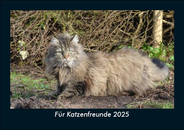 Für Katzenfreunde 2025 Fotokalender DIN A5