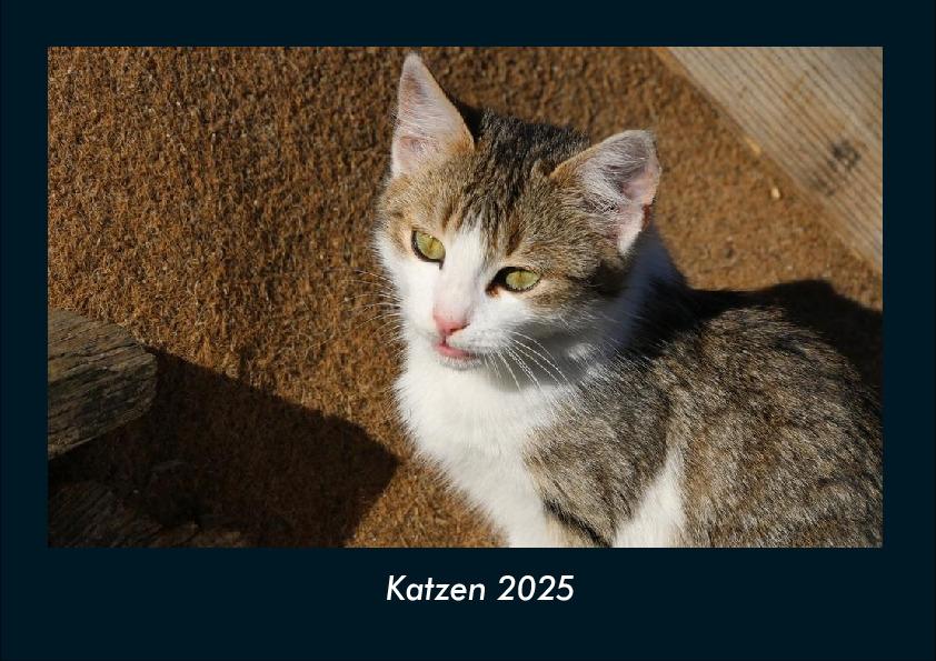 Katzen 2025 Fotokalender DIN A4