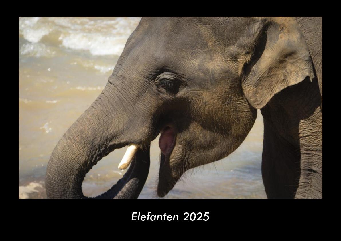 Elefanten 2025 Fotokalender DIN A3