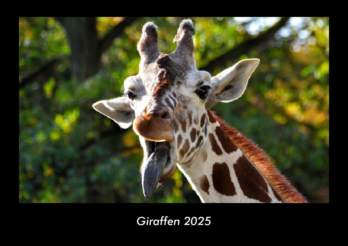 Giraffen 2025 Fotokalender DIN A3
