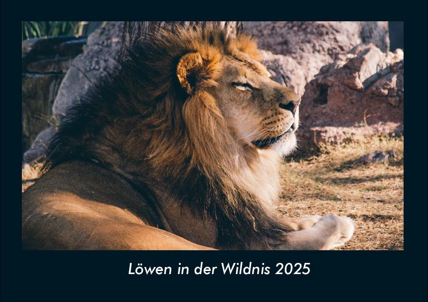 Löwen in der Wildnis 2025 Fotokalender DIN A4