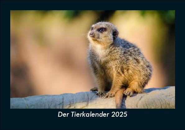 Der Tierkalender 2025 Fotokalender DIN A5