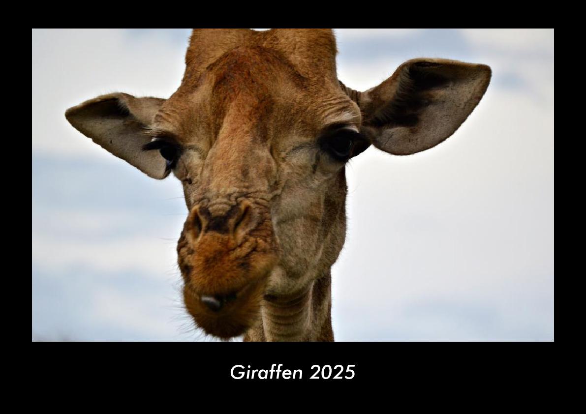Giraffen 2025 Fotokalender DIN A3