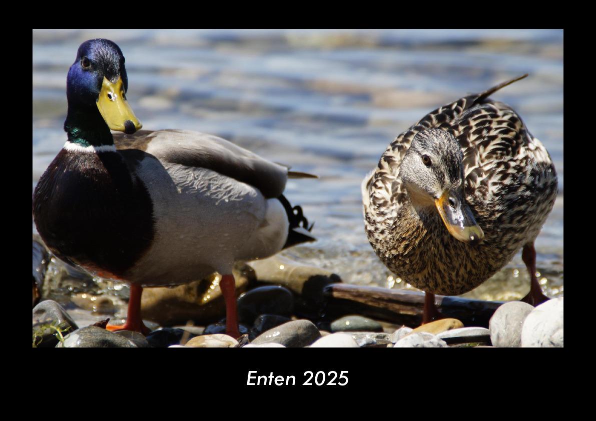 Enten 2025 Fotokalender DIN A3