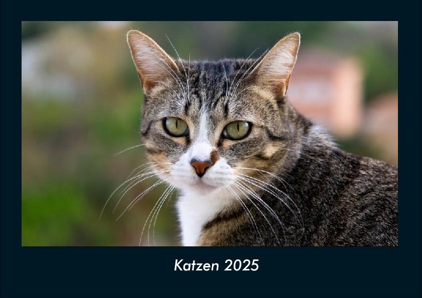 Katzen 2025 Fotokalender DIN A4
