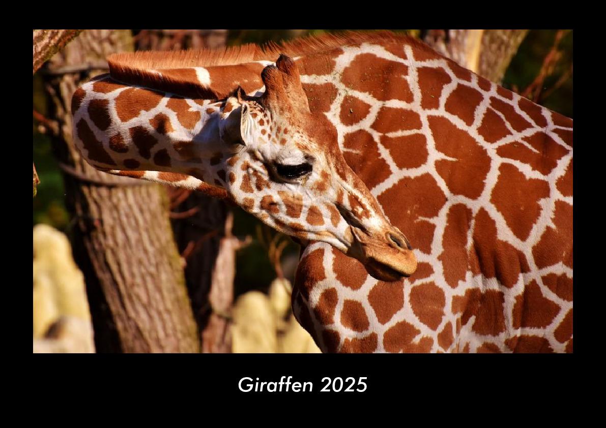 Giraffen 2025 Fotokalender DIN A3