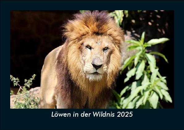 Löwen in der Wildnis 2025 Fotokalender DIN A5