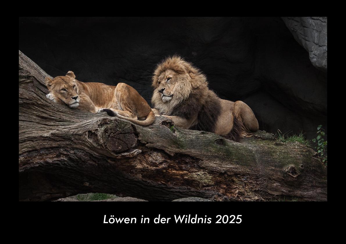 Löwen in der Wildnis 2025 Fotokalender DIN A3