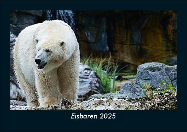 Eisbären 2025 Fotokalender DIN A5