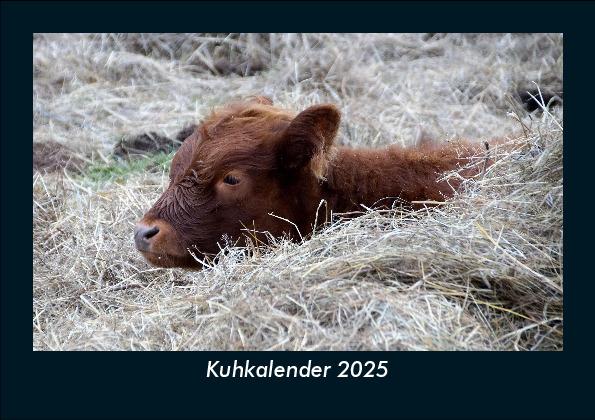 Kuhkalender 2025 Fotokalender DIN A5