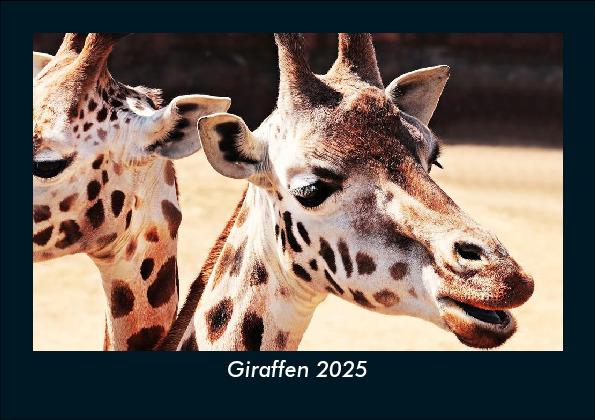 Giraffen 2025 Fotokalender DIN A5
