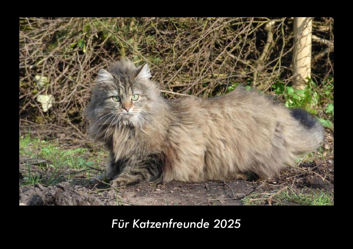 Für Katzenfreunde 2025 Fotokalender DIN A3