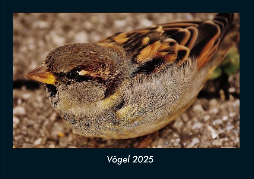 Vögel 2025 Fotokalender DIN A4