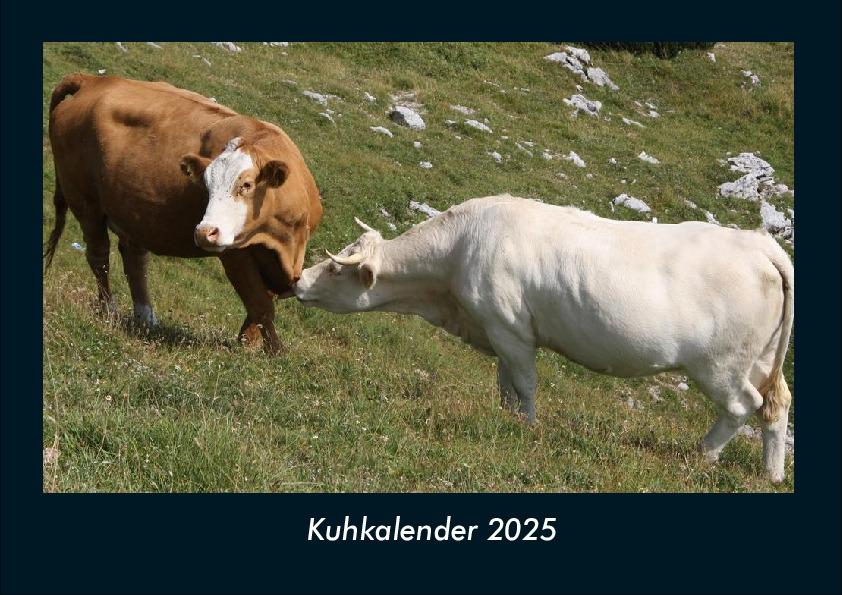Kuhkalender 2025 Fotokalender DIN A4
