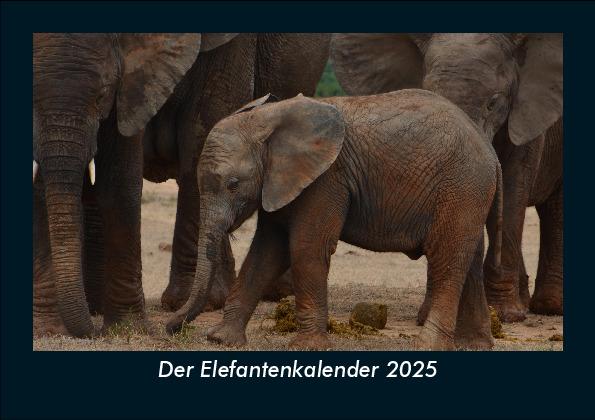 Der Elefantenkalender 2025 Fotokalender DIN A5