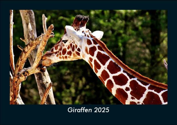 Giraffen 2025 Fotokalender DIN A5