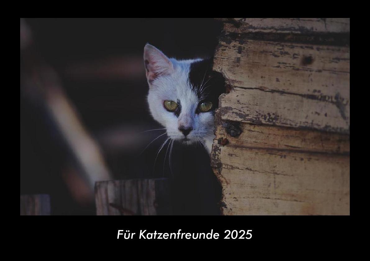 Für Katzenfreunde 2025 Fotokalender DIN A3