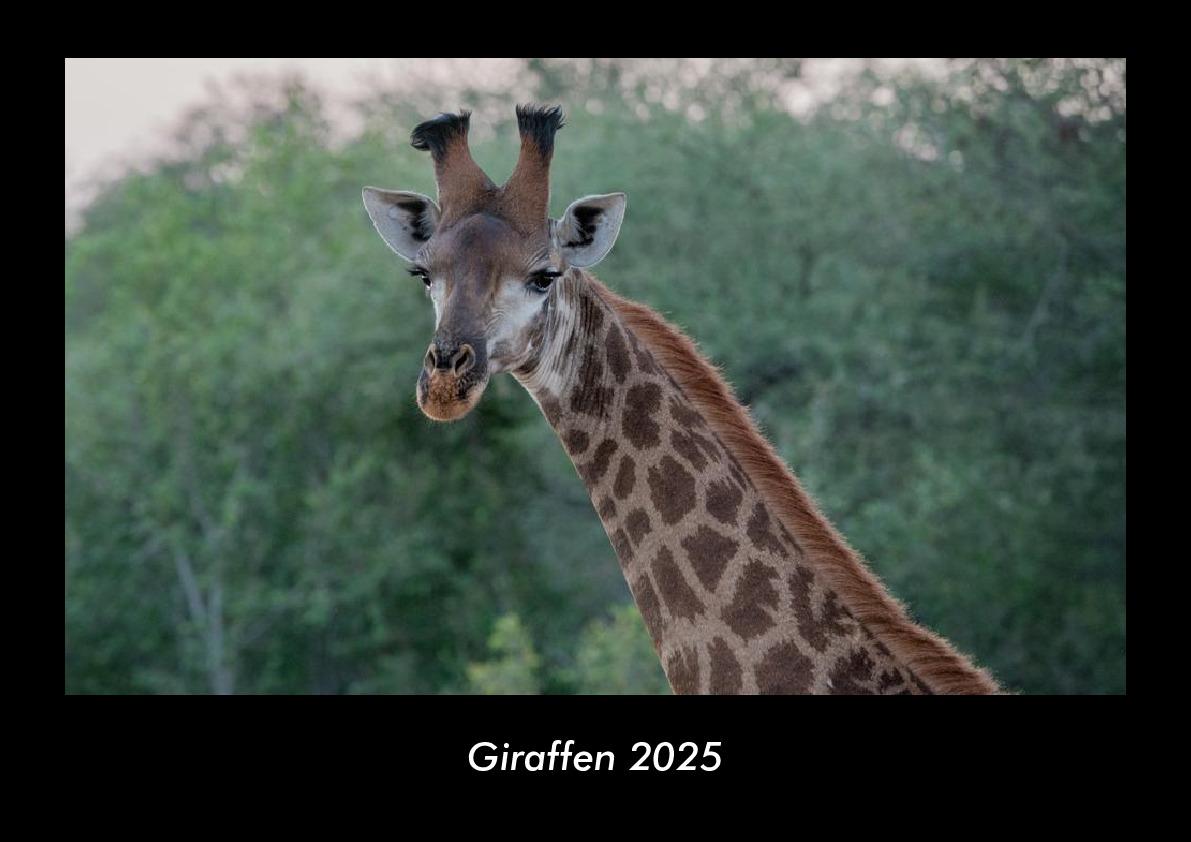 Giraffen 2025 Fotokalender DIN A3