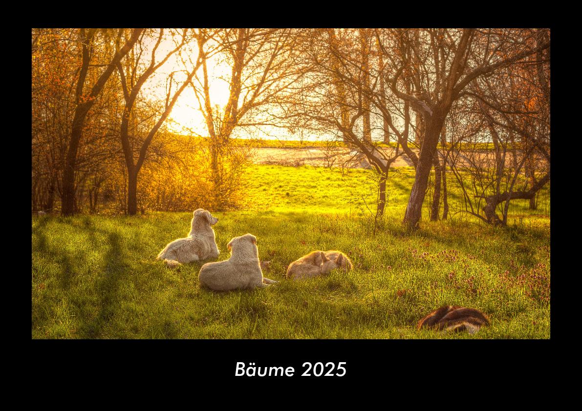 Bäume 2025 Fotokalender DIN A3