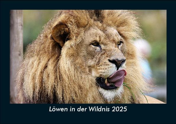 Löwen in der Wildnis 2025 Fotokalender DIN A5