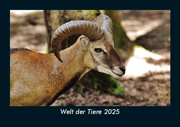 Welt der Tiere 2025 Fotokalender DIN A5